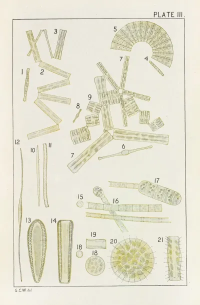 Plate Iii Diatomaceae