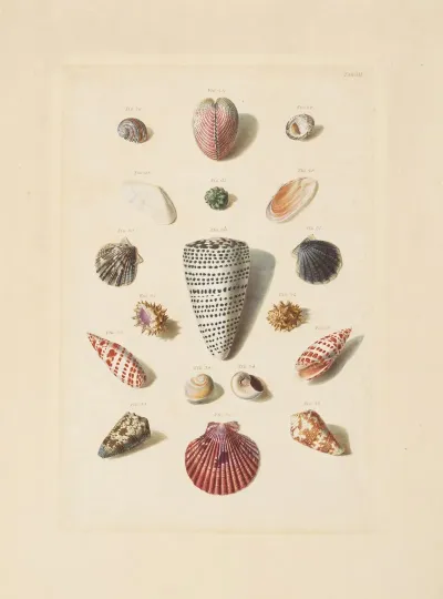 Plate Iii From Choix De Coquillages Et De Crustaces