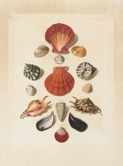 Plate Iv From Choix De Coquillages Et De Crustaces