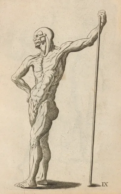 Plate Ix Artist Study Of Anatomical Male Standing