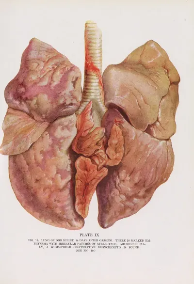Plate Ix Fig 16 Lung Of Dog Killed 14 Days After Gassing