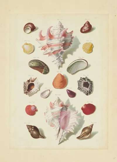 Plate Ix From Choix De Coquillages Et De Crustaces