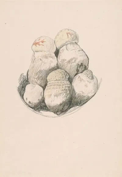 Plate Of Mushrooms