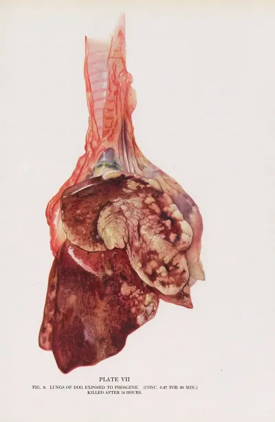 Plate Vii Fig 3 Lungs Of Dog Exposed To Phosgene