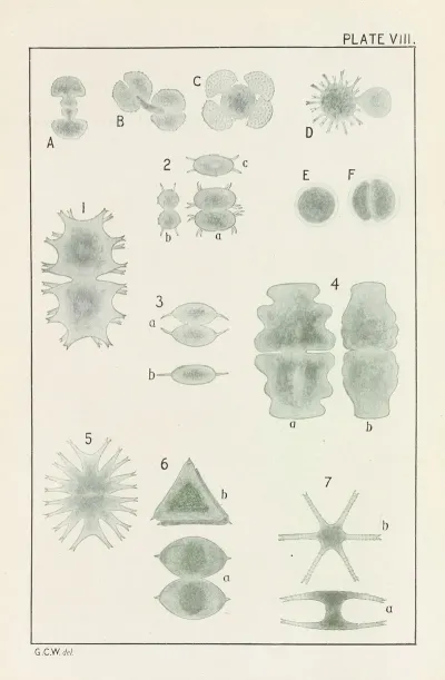 Plate Viii Chlorophyceae