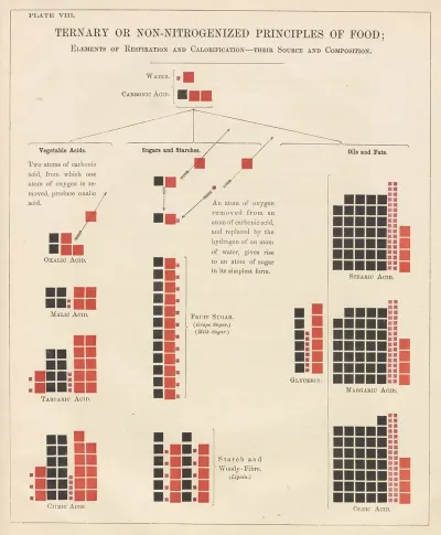 Plate Viii Ternary Or Non Nitrogenized Principles Of Food