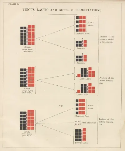 Plate X Vinous Lactic And Butyric Fermentations
