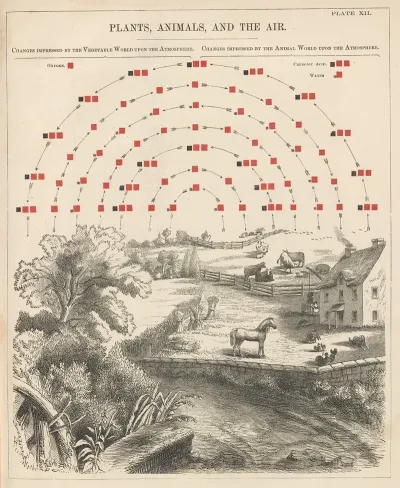 Plate Xii Plants Animals And The Air