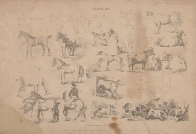 Plate Xv J R Smiths Juvenile Drawing Book