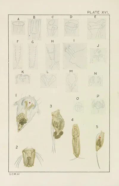 Plate Xvi Rotifera