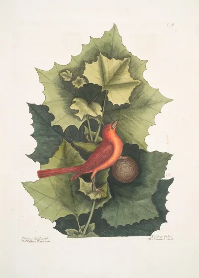 Platinus Occidentalis The Western Plane Tree Muscicapa Rubra The Summer Redbird