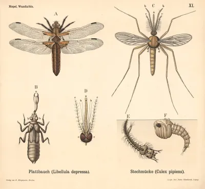 Plattbauch Libellula Depressa Stechmucke Culex Pipiens