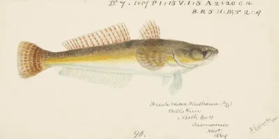 Platycephalus Bassensis