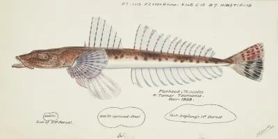 Platycephalus Sp Tas Flathead
