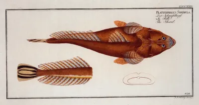 Platycephalus Spathula The Shovel