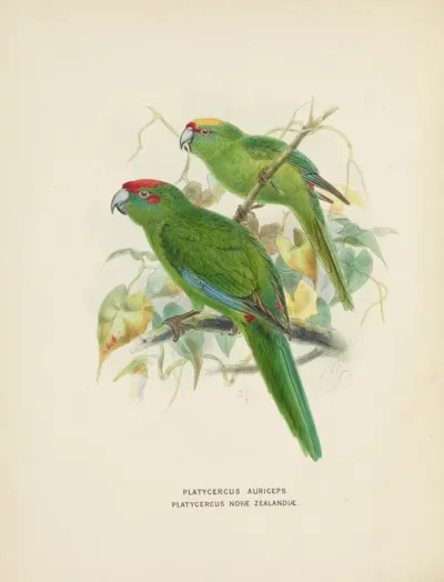 Platycercus Auriceps Platycercus Nove Zealandiae