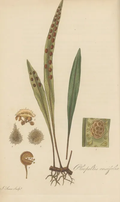 Pleopeltis Ensifolia