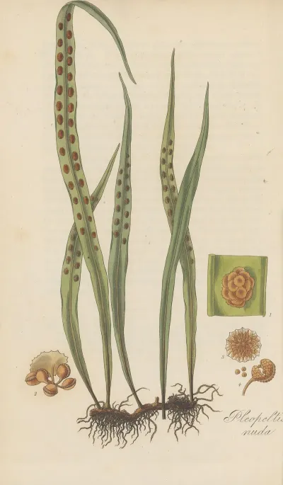 Pleopeltis Nuda