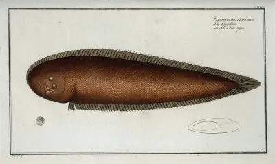 Pleuronectes Bilineatus