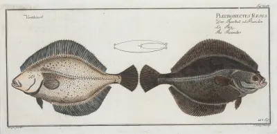 Pleuronectes Flesus The Flounder