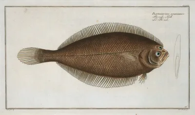 Pleuronectes Limandoides