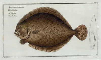 Pleuronectes Maximus The Turbot