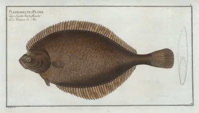 Pleuronectes Passser The Left Flounder