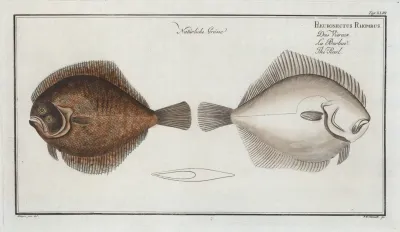 Pleuronectes Rhombus The Pearl