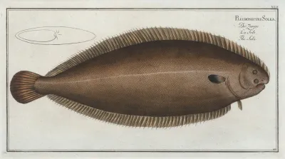 Pleuronectes Solea The Sole