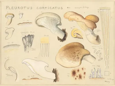 Pleurotus Corticatus Fr