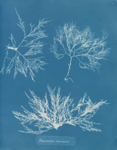 Plocamium Coccineum
