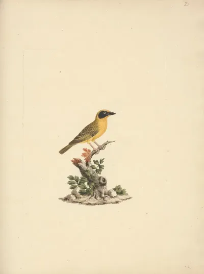 Ploceus Ocularis Spectacled Weaver