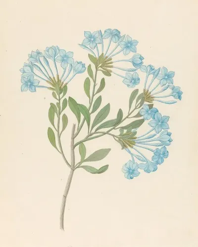 Plombago Capensis Plumbago Auriculata