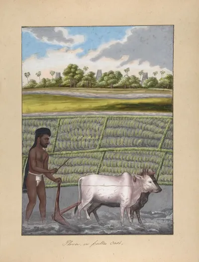 Plower In Pulla Caste
