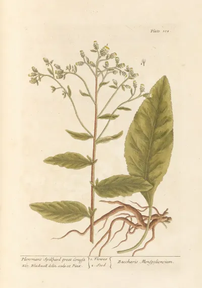Plowmans Spikenard Great Conysa