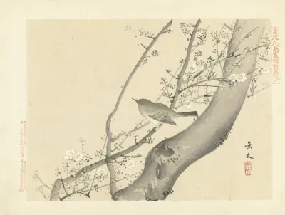Plum And Japanese Bush Warbler