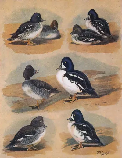 Plumages Of Barrows Golden Eye