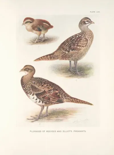 Plumages Of Reevess And Elliots Pheasants
