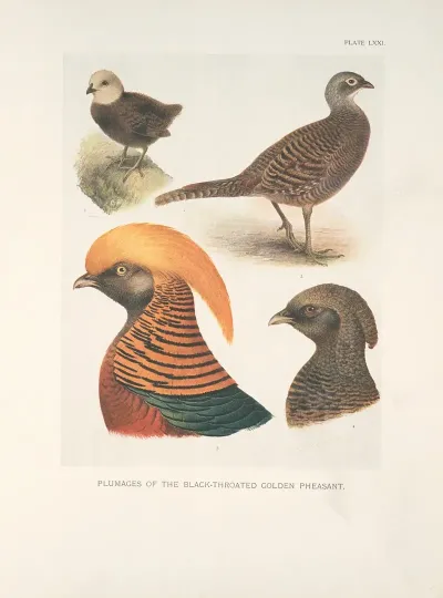 Plumages Of The Black Throated Golden Pheasant Chrysopolus Pictus Var Obscurus
