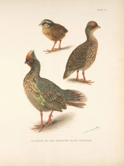 Plumages Of The Himalayan Blood Partridge 2