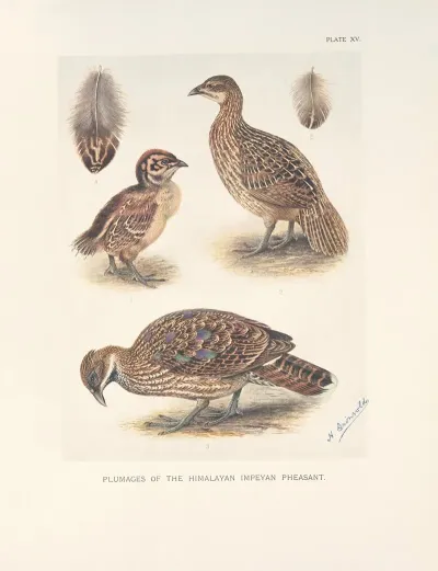 Plumages Of The Himalayan Impeyan Pheasant Lophophorus Impeyanus