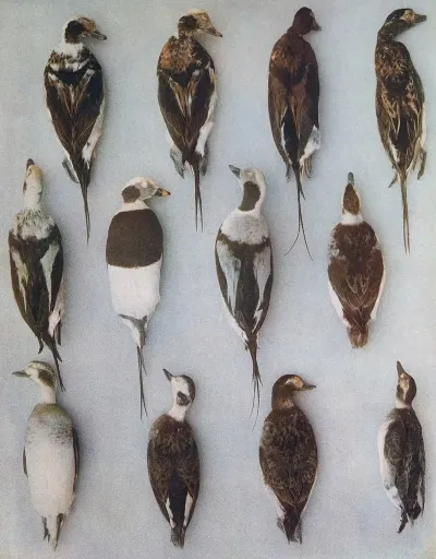 Plumages Of The Long Tailed Duck Adult Males And Adult Females
