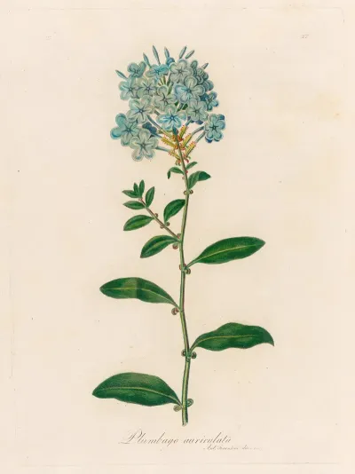 Plumbago Auriculata