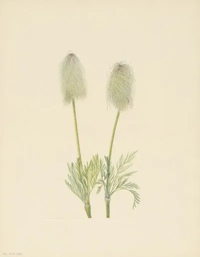 Plume Anemone Fruit Pulsatilla Occidentalis 2