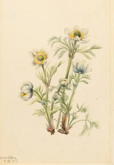 Plume Anemone Pulsatilla Occidentalis 2