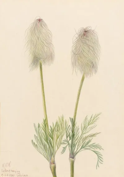 Plume Anemone Pulsatilla Occidentalis