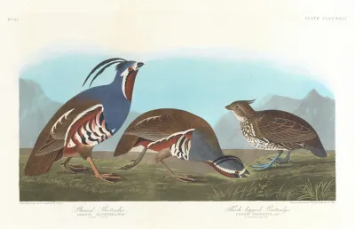 Plumed Partridge Thick Legged Partridge