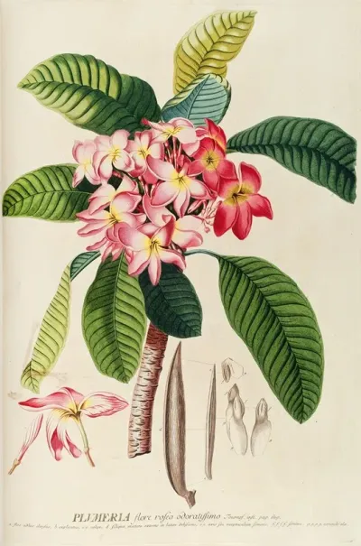 Plumeria
