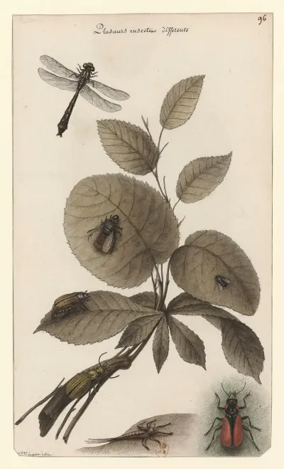 Plusieurs Insectes Differents