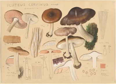Pluteus Cervinus Schaeff